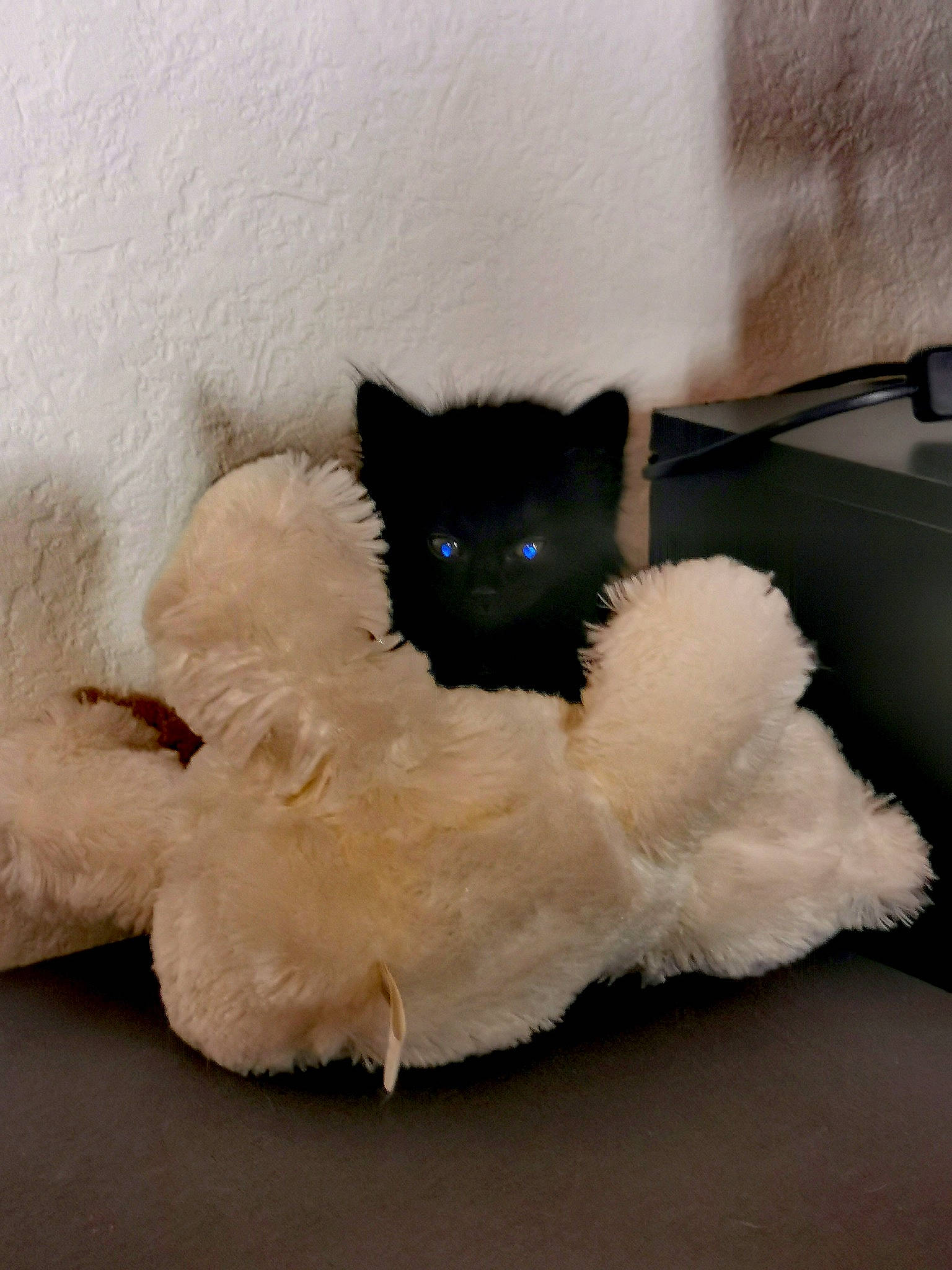 Brigitte participe au concours pour gagner de l'argent avec cette photo : black, black_cat, carnivore, cat, ear, felidae, fur, kitten, paw, plush, ragdoll, room, skin, sleep, small_to_medium_sized_cats, stuffed_toy, tail, toy, whiskers, white