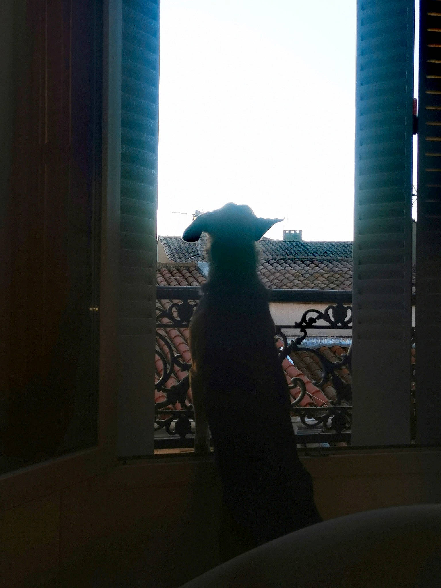 Kery a rejoint le concours — aidez-le/la à gagner de superbes lots ! architecture, cat, felidae, light, plant, sunlight, tree, window