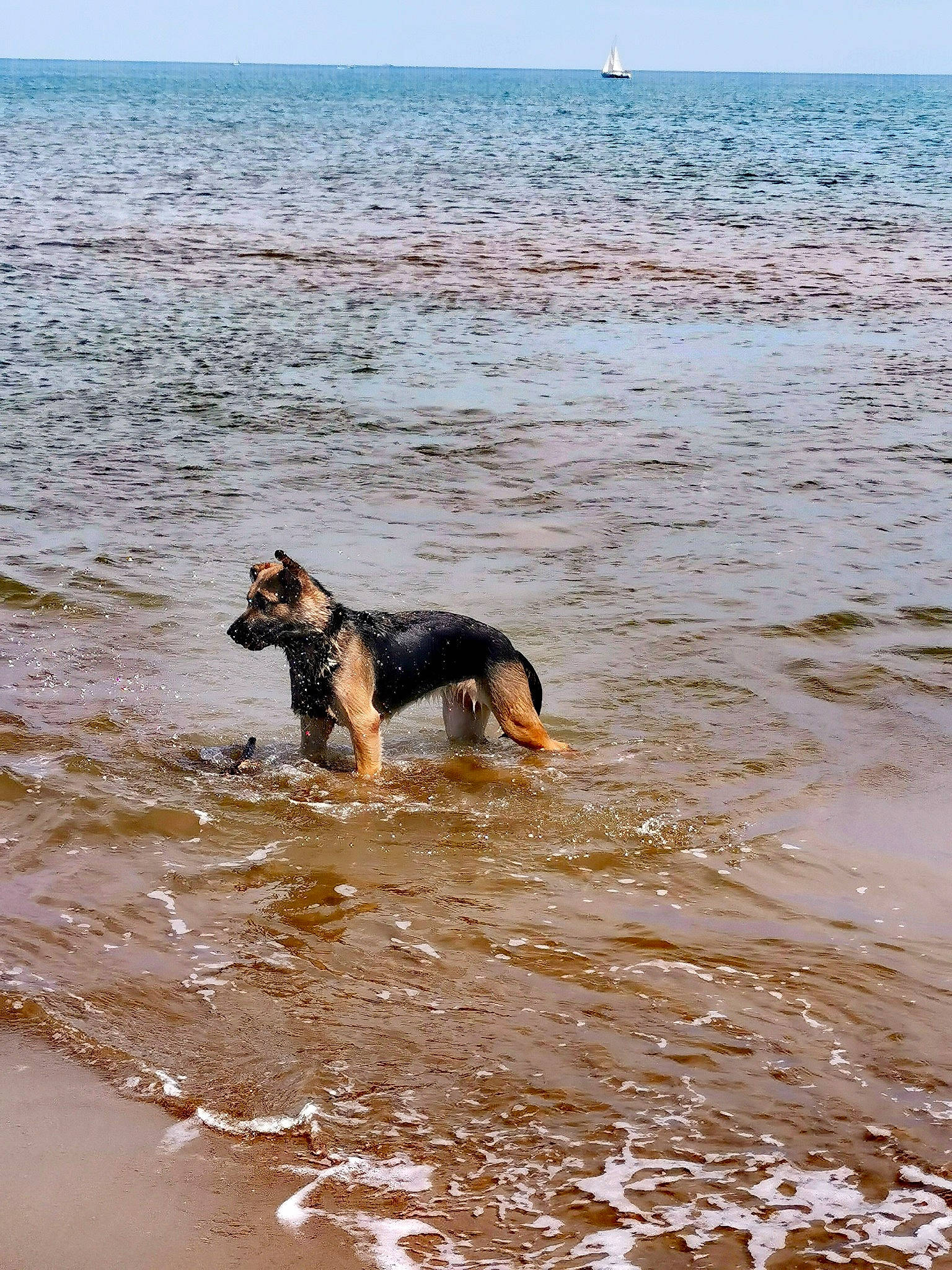 Kery a rejoint le concours — aidez-le/la à gagner de superbes lots ! beach, canidae, carnivore, coast, dog, dog_breed, east_european_shepherd, english_shepherd, german_shepherd_dog, herding_dog, huntaway, hunting_dog, ocean, sea, shore, sporting_group, vacation, wave, working_dog