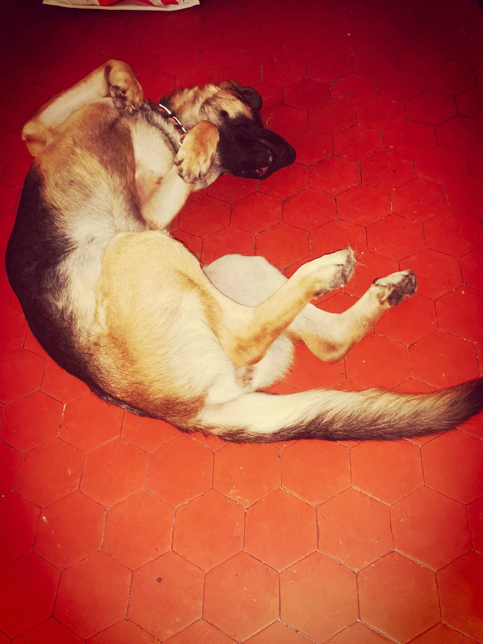 Kery participe au concours pour gagner de l'argent avec cette photo : canidae, carnivore, dog_breed, fawn, sporting_group, tail