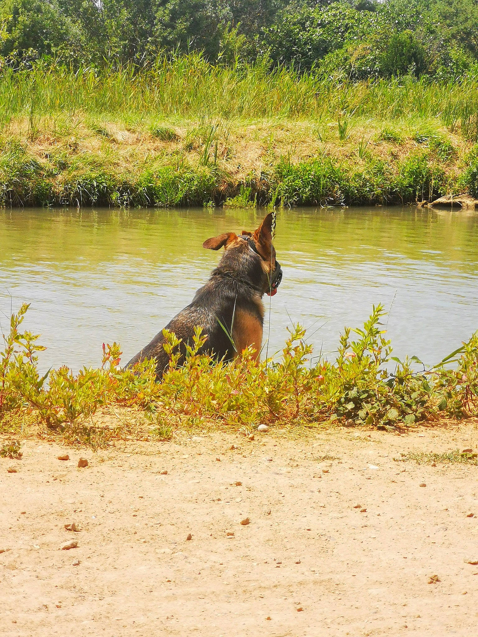 Kery participe au concours pour gagner de l'argent avec cette photo : bank, canidae, carnivore, dog_breed, east_european_shepherd, german_shepherd_dog, mammal, river, safari, vertebrate, wildlife