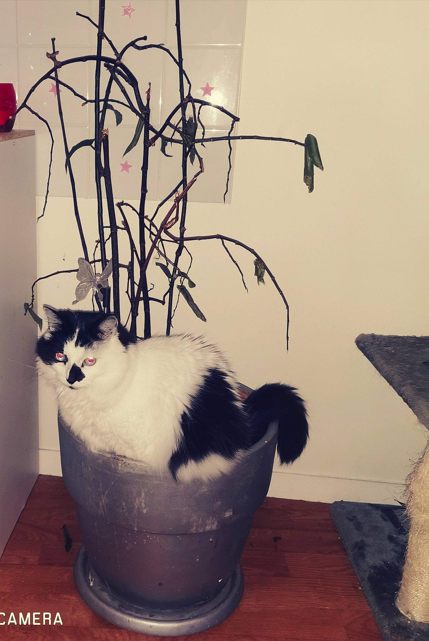 Chipie a rejoint le concours — aidez-le/la à gagner de superbes lots ! carnivore, cat, felidae, flowerpot, houseplant, small_to_medium_sized_cats, whiskers