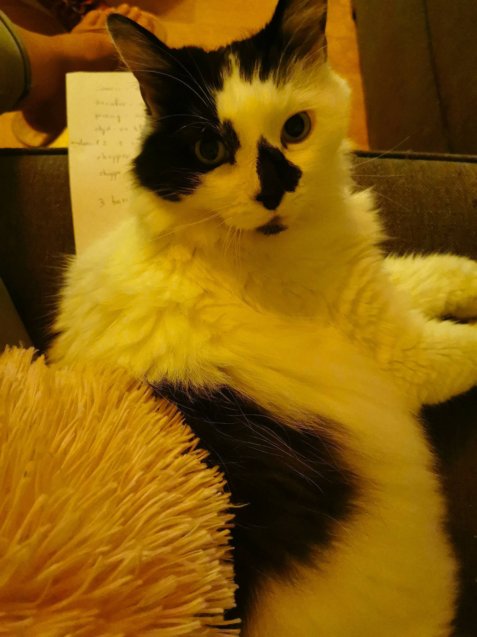 Chipie participe au concours pour gagner de l'argent avec cette photo : carnivore, cat, claw, domestic_long_haired_cat, felidae, fur, kitten, mammal, paw, ragdoll, small_to_medium_sized_cats, snout, tail, whiskers