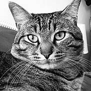 Minouche participe au concours pour gagner de l'argent avec cette photo : cat, tabby, close_up, black_and_white, portrait, whiskers, feline, animal, pet, indoor, fur, face, eyes, relaxed, looking, mammal, cute, domestic_cat, animal_portrait, soft_light