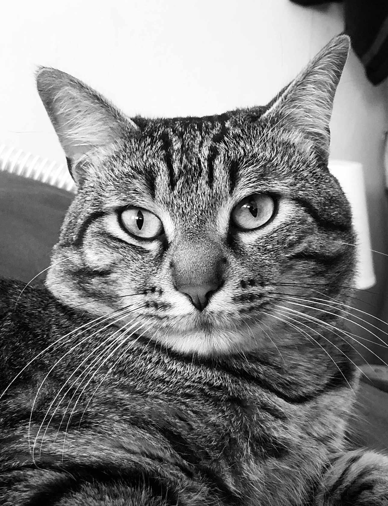 Minouche participe au concours pour gagner de l'argent avec cette photo : cat, tabby, close_up, black_and_white, portrait, whiskers, feline, animal, pet, indoor, fur, face, eyes, relaxed, looking, mammal, cute, domestic_cat, animal_portrait, soft_light