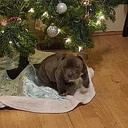 Kash joined the competition — help win amazing prizes! animal, christmas, christmas_lights, christmas_tree, cozy, cute, decorations, dog, festive, floor, greenery, holiday, indoor, ornaments, pet, puppy, small_dog, soft_lighting, tree_skirt, wooden_floor