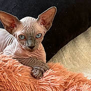Ariel participe au concours pour gagner de l'argent avec cette photo : sphynx_cat, hairless_cat, blue_eyes, wrinkled_skin, pet, animal, feline, indoor, cushion, orange_cushion, black_background, cozy, relaxed, resting, close_up, portrait, cute, domestic_cat, laying_down, soft_texture