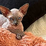 sphynx_cat, hairless_cat, blue_eyes, wrinkled_skin, pet, animal, feline, indoor, cushion, orange_cushion, black_background, cozy, relaxed, resting, close_up, portrait, cute, domestic_cat, laying_down, soft_texture