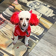 Luna joined the competition — help win amazing prizes! dog, small_dog, red_ears, red_sweater, pet, indoor, floor, wooden_floor, rug, patterned_rug, looking_up, cute, animal, domestic_animal, canine, fur, collar, tags, playful, attentive