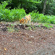 Nallah participe au concours pour gagner de l'argent avec cette photo : dog, shiba_inu, leash, forest, greenery, plants, trees, nature, outdoor, sniffing, walking, canine, animal, fur, leaves, dirt, path, daylight, pet, curious