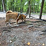 Nallah a rejoint le concours — aidez-le/la à gagner de superbes lots ! dog, canine, forest, tree, nature, outdoor, leash, harness, sniffing, ground, roots, fence, greenery, trees, daylight, animal, pet, exploration, curious, walking
