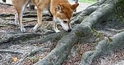Nallah a rejoint le concours — aidez-le/la à gagner de superbes lots ! dog, shiba_inu, leash, tree_roots, forest, nature, outdoor, greenery, sniffing, canine, animal, park, walking, pet, fur, brown, white, daylight, trees, ground