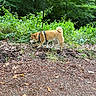 Nallah a rejoint le concours — aidez-le/la à gagner de superbes lots ! dog, shiba_inu, leash, forest, greenery, plants, earth, sniffing, canine, outdoor, nature, walking, pet, animal, fur, tail, leaves, trees, woodland, daylight