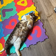 Talya participe au concours pour gagner de l'argent avec cette photo : cat, lying_down, foam_mat, numbers, colorful, wooden_floor, relaxed, pet, indoor, playful, fluffy, fur, belly_up, animal, cute, home, flooring, mammal, resting, domestic