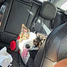 dog, car, backseat, seatbelt, sunlight, window, tattoo, arm, leather_seat, pet, happy, tongue_out, road_trip, inside_car, black_seat, daylight, vehicle_interior, animal, canine, travel