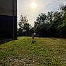 dog, grass, sun, outdoor, tree, building, shadow, sky, running, pet, daylight, nature, yard, animal, greenery, sunlight, playful, field, canine, park