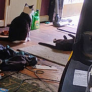 Patches is registered to the contest to win money with this photo: cat, indoor, floor, rug, door, bottle, household_items, messy_room, black_cat, white_cat, sitting, lying_down, wooden_floor, light, shadow, cord, clothing, bowl, vacuum_cleaner, relaxing