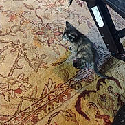 Smores joined the competition — help win amazing prizes! kitten, cat, carpet, pattern, furniture, black, cable, plug, animal, pet, indoor, floor, small, curious, feline, texture, home, caution_label, blur, sitting