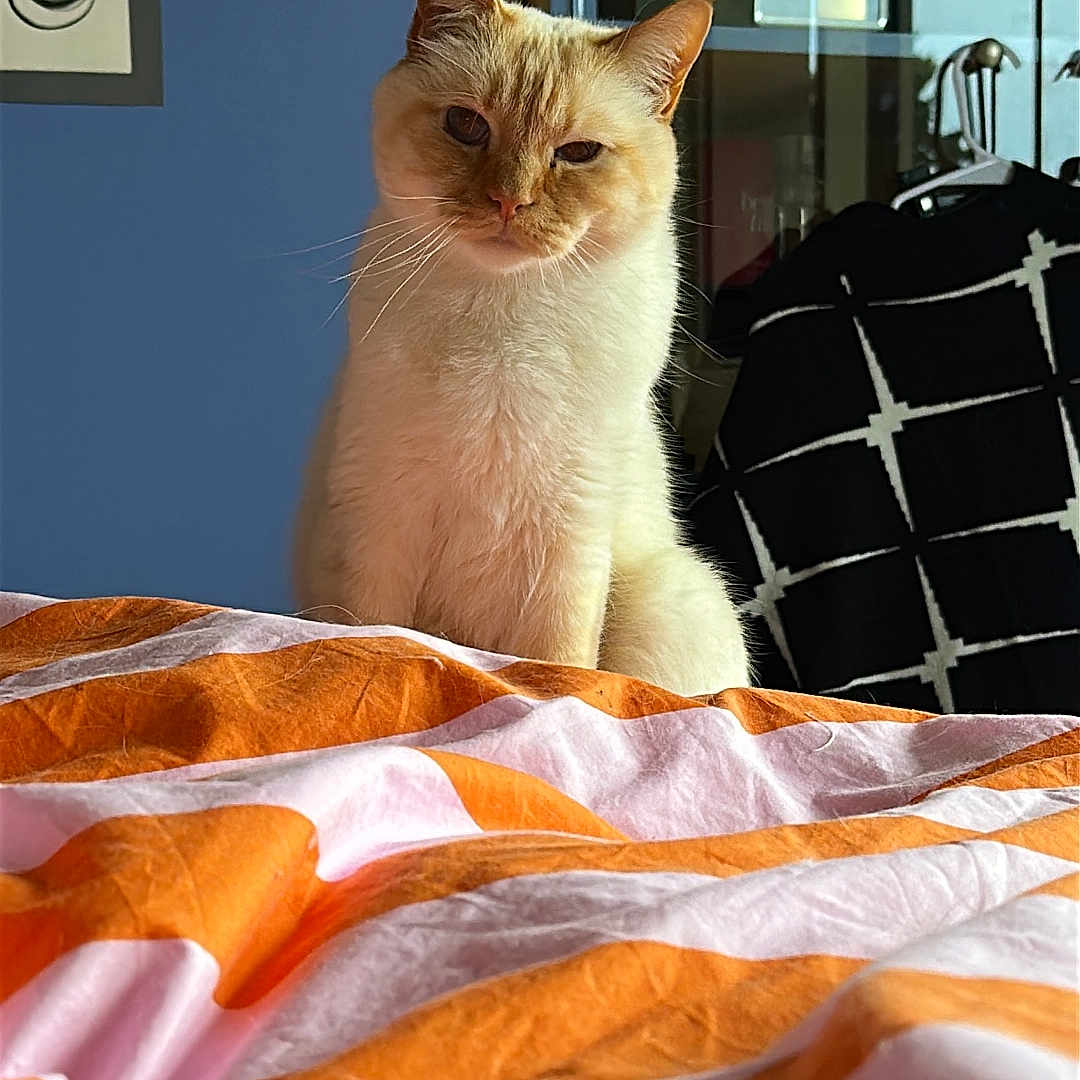 Sezam participe au concours pour gagner de l'argent avec cette photo : bed, bedroom, blue_wall, cabinet, cat, cream_cat, duvet, ears, feline, framed_art, fur, hanger, indoor, orange_bedding, patterned_cloth, pet, portrait, sunlight, whiskers, white_bedding