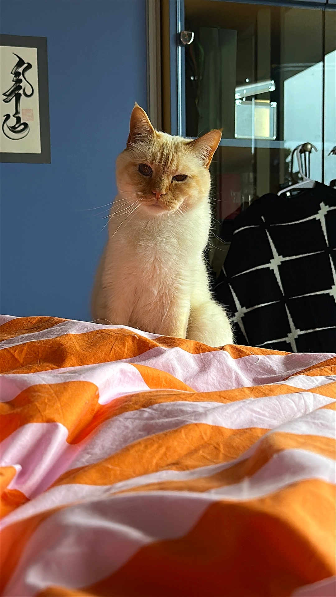 Sezam participe au concours pour gagner de l'argent avec cette photo : cat, feline, pet, cream_cat, orange_bedding, white_bedding, duvet, bed, whiskers, ears, fur, indoor, bedroom, framed_art, blue_wall, cabinet, hanger, patterned_cloth, sunlight, portrait
