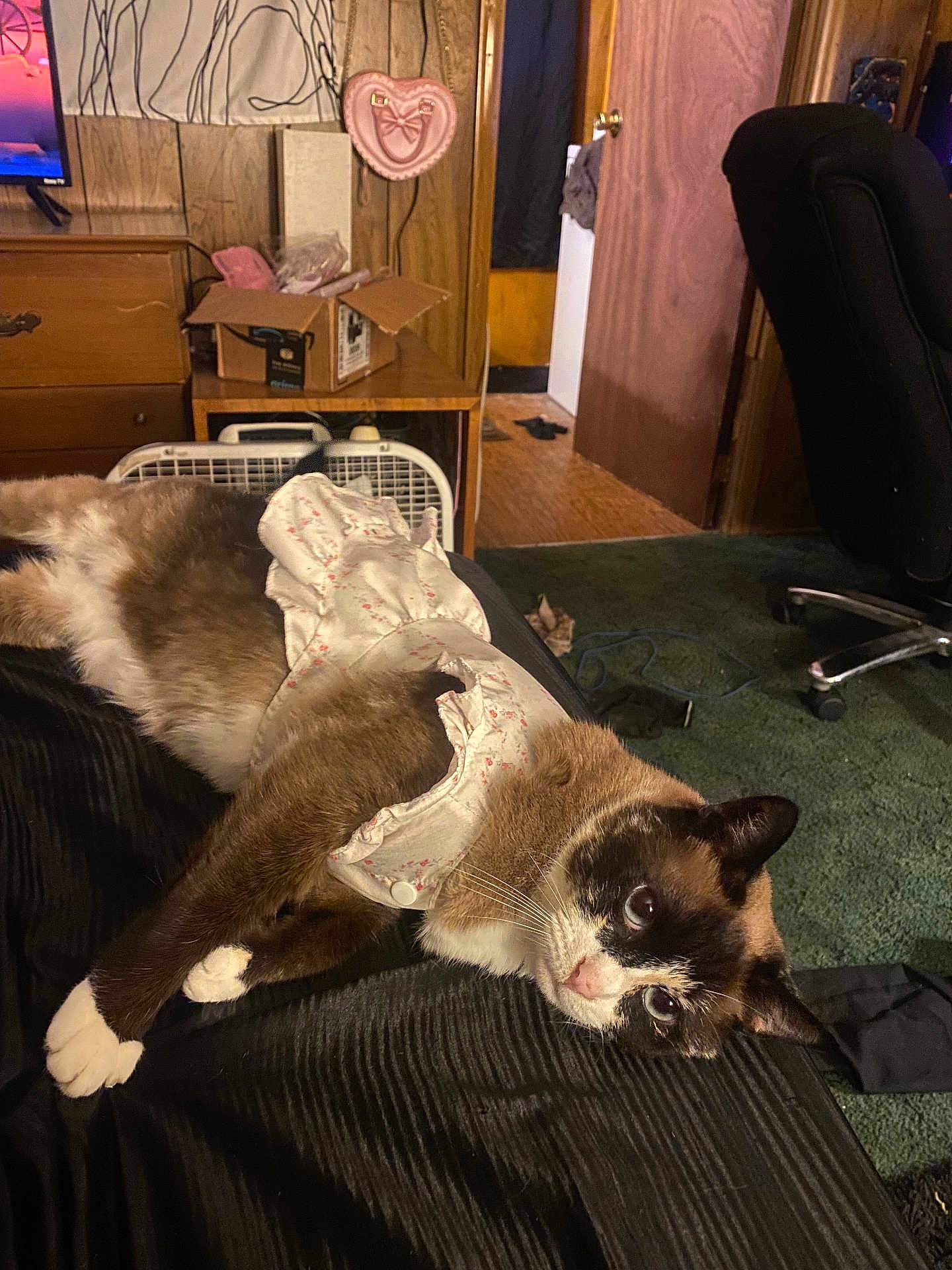 Ghost joined the competition — help win amazing prizes! cat, animal, pet, indoor, furniture, carpet, wood_paneling, cardboard_box, heart_decoration, chair, door, fabric, clothing, relaxed, looking_up, domestic, black_and_white, brown, white_paws, curious