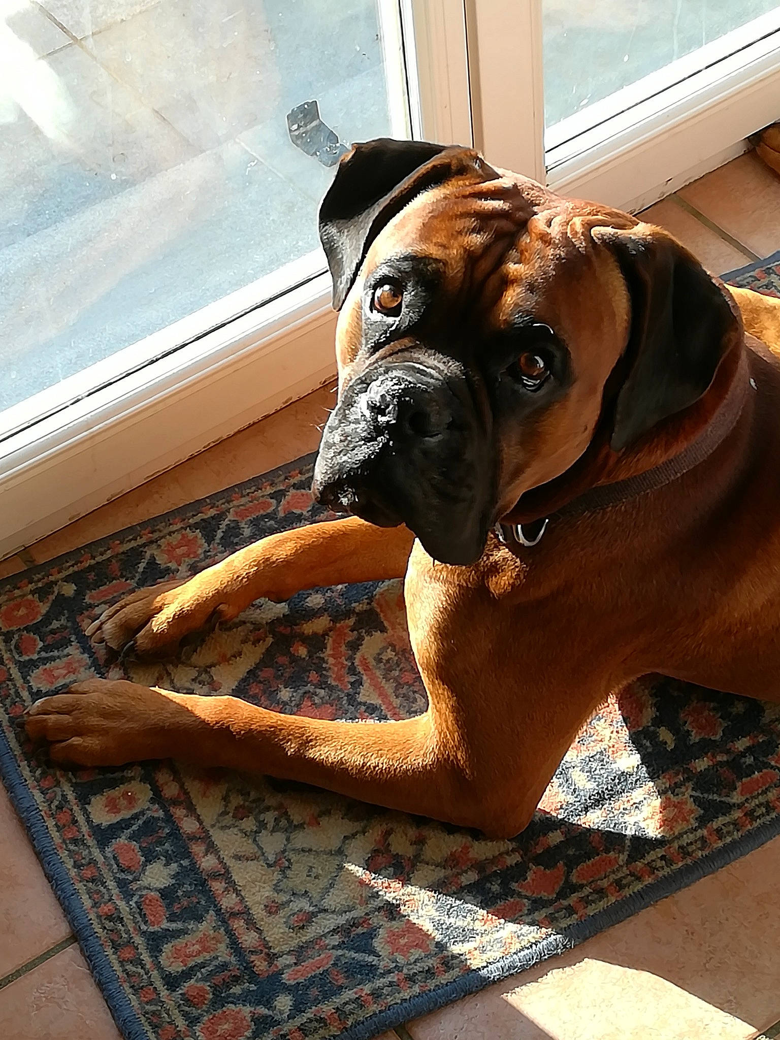 Narco a rejoint le concours — aidez-le/la à gagner de superbes lots ! boxer, brown, canidae, carnivore, companion_dog, dog, dog_breed, fawn, flooring, guard_dog, hardwood, liver, molosser, pet_supply, snout, window, wood, working_animal, working_dog, wrinkle