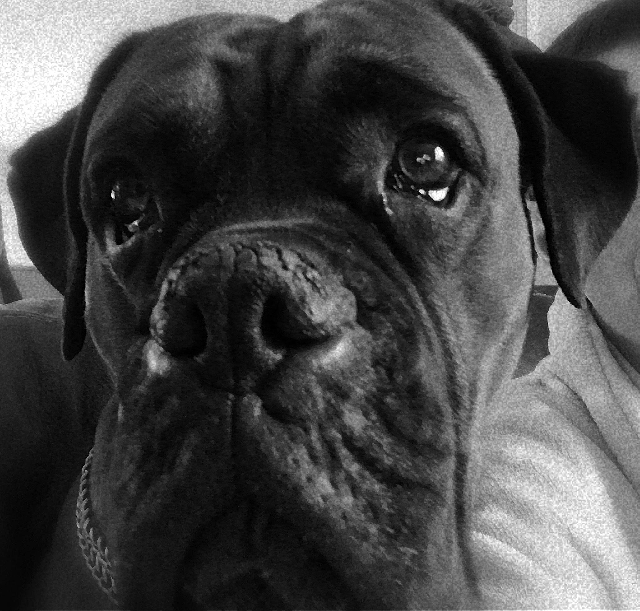 Narco participe au concours pour gagner de l'argent avec cette photo : bored, canidae, carnivore, close_up, collar, companion_dog, dog, dog_breed, dog_collar, fawn, giant_dog_breed, molosser, non_sporting_group, pug, snout, sporting_group, whiskers, working_animal, working_dog, wrinkle