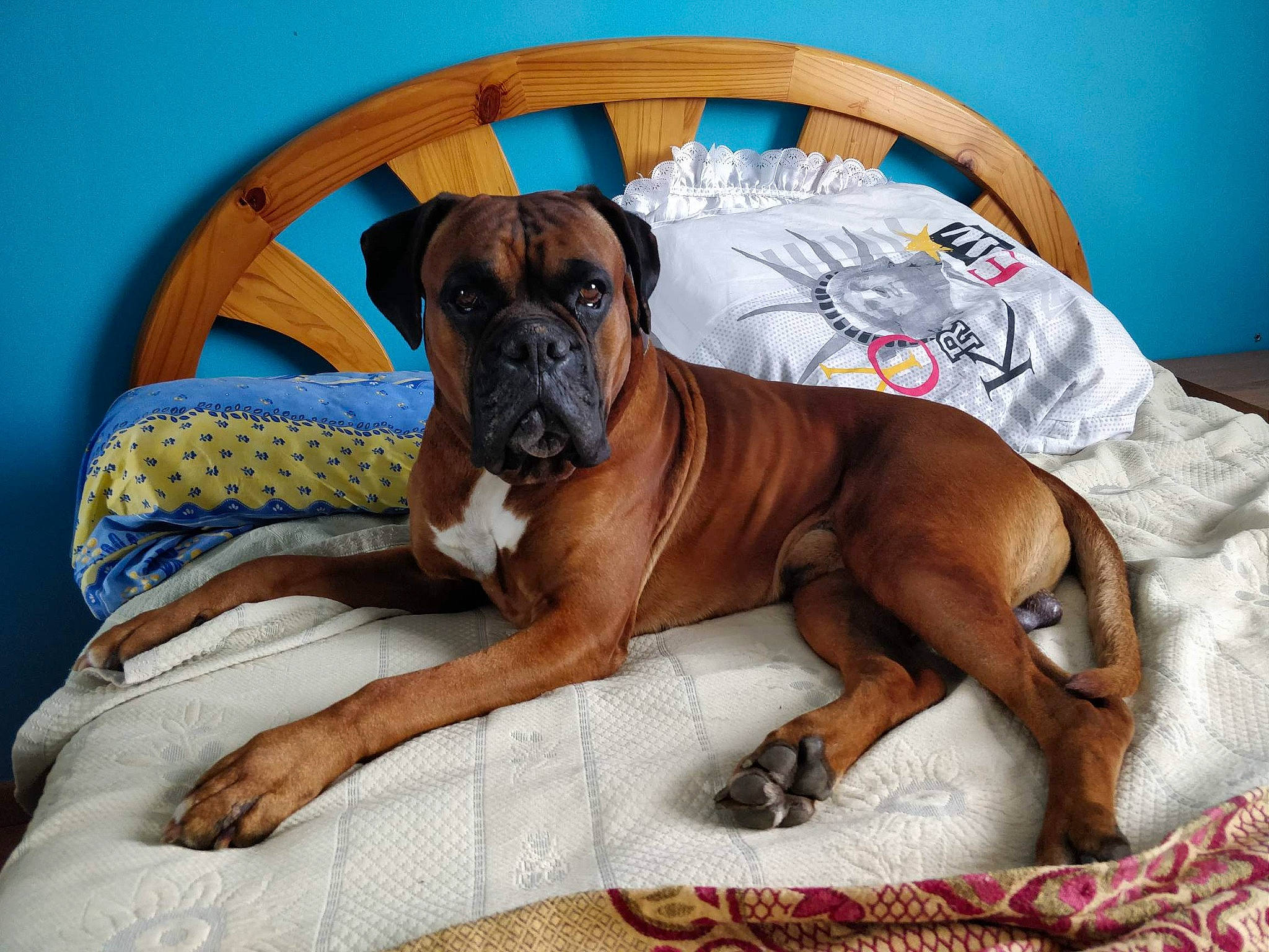 Narco a rejoint le concours — aidez-le/la à gagner de superbes lots ! ancient_dog_breeds, bored, boxer, canidae, carnivore, collar, comfort, companion_dog, dog, dog_breed, dog_supply, fawn, liver, non_sporting_group, pet_supply, sporting_group, working_animal, working_dog, wrinkle