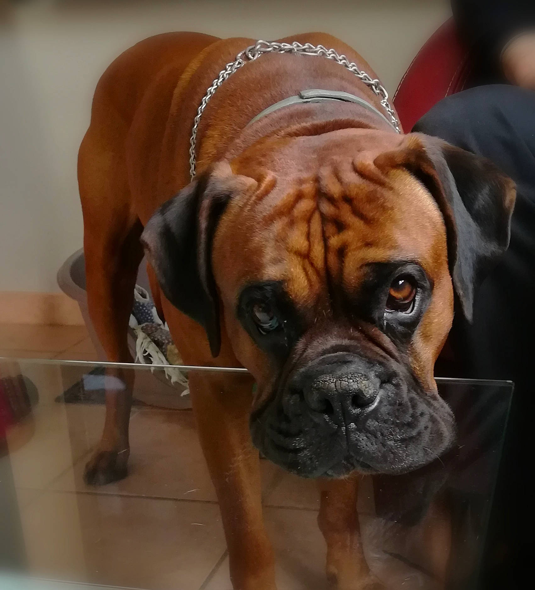 Narco participe au concours pour gagner de l'argent avec cette photo : biting, boxer, canidae, carnivore, chair, companion_dog, dog, dog_breed, dog_collar, fawn, flooring, molosser, snout, sporting_group, toy_dog, vertebrate, whiskers, working_animal, working_dog, wrinkle