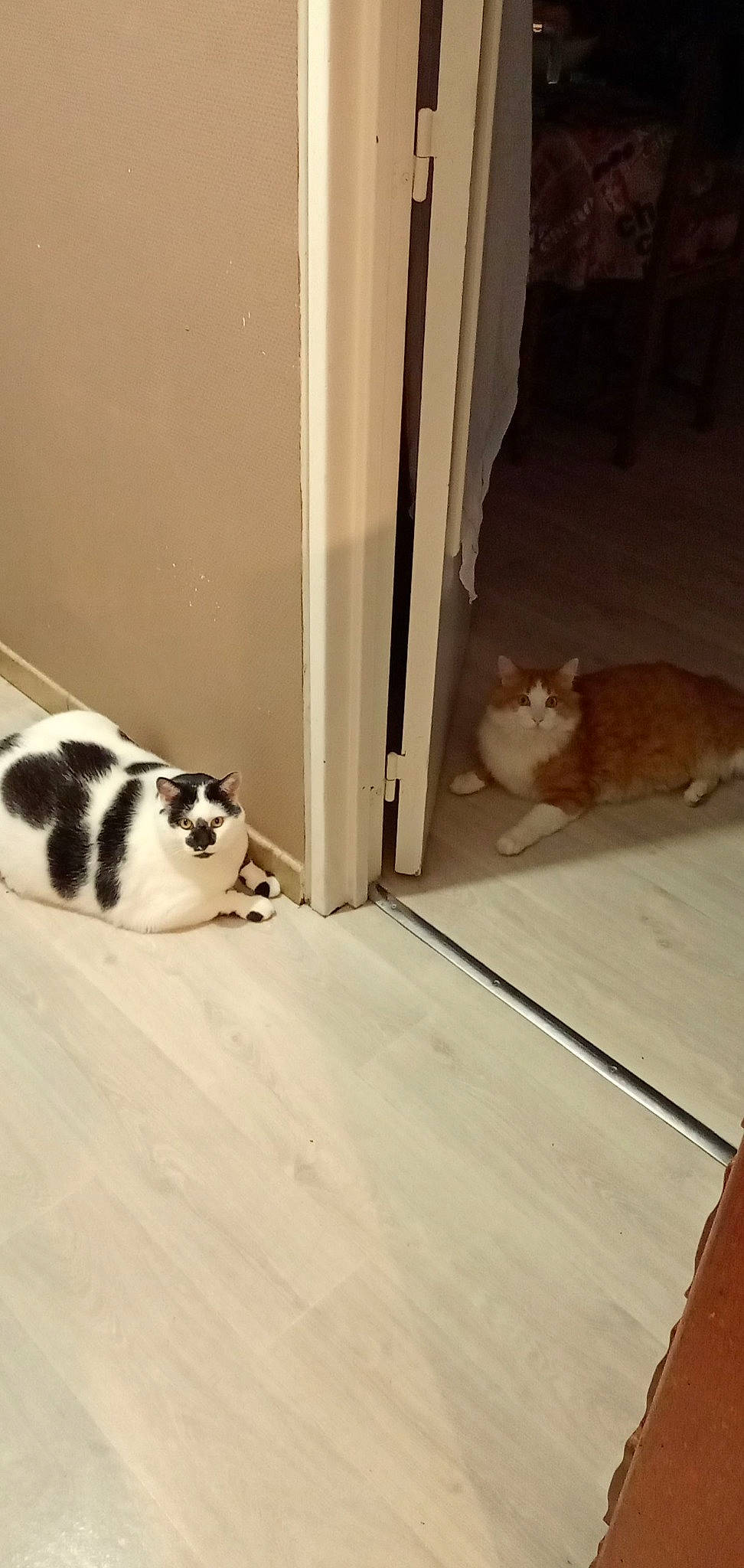 Simba participe au concours pour gagner de l'argent avec cette photo : carnivore, cat, comfort, domestic_short_haired_cat, door, felidae, floor, flooring, fur, hardwood, laminate_flooring, small_to_medium_sized_cats, snout, tail, terrestrial_animal, whiskers, window, wood, wood_flooring, wood_stain