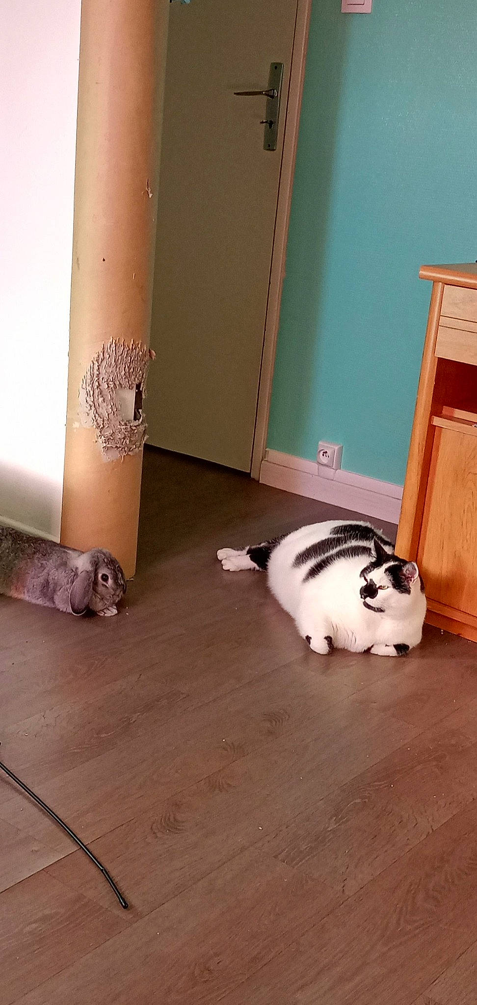 Simba a rejoint le concours — aidez-le/la à gagner de superbes lots ! carnivore, cat, domestic_short_haired_cat, door, felidae, floor, flooring, fur, hardwood, human_leg, laminate_flooring, pattern, room, small_to_medium_sized_cats, tail, terrestrial_animal, whiskers, wood, wood_flooring, wood_stain