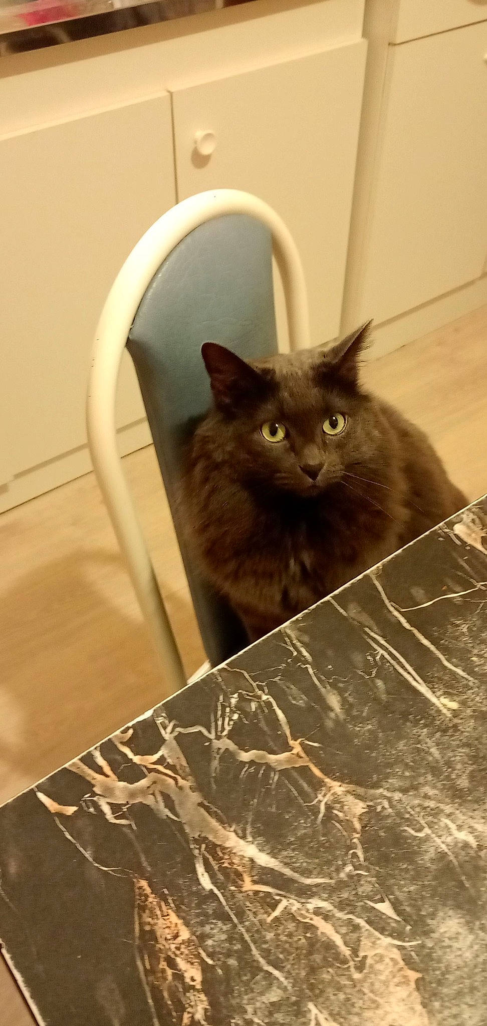 Grisouille participe au concours pour gagner de l'argent avec cette photo : black_cat, carnivore, cat, chair, domestic_short_haired_cat, door, fawn, felidae, floor, flooring, fur, grey, hardwood, small_to_medium_sized_cats, snout, tail, terrestrial_animal, tints_and_shades, whiskers, wood