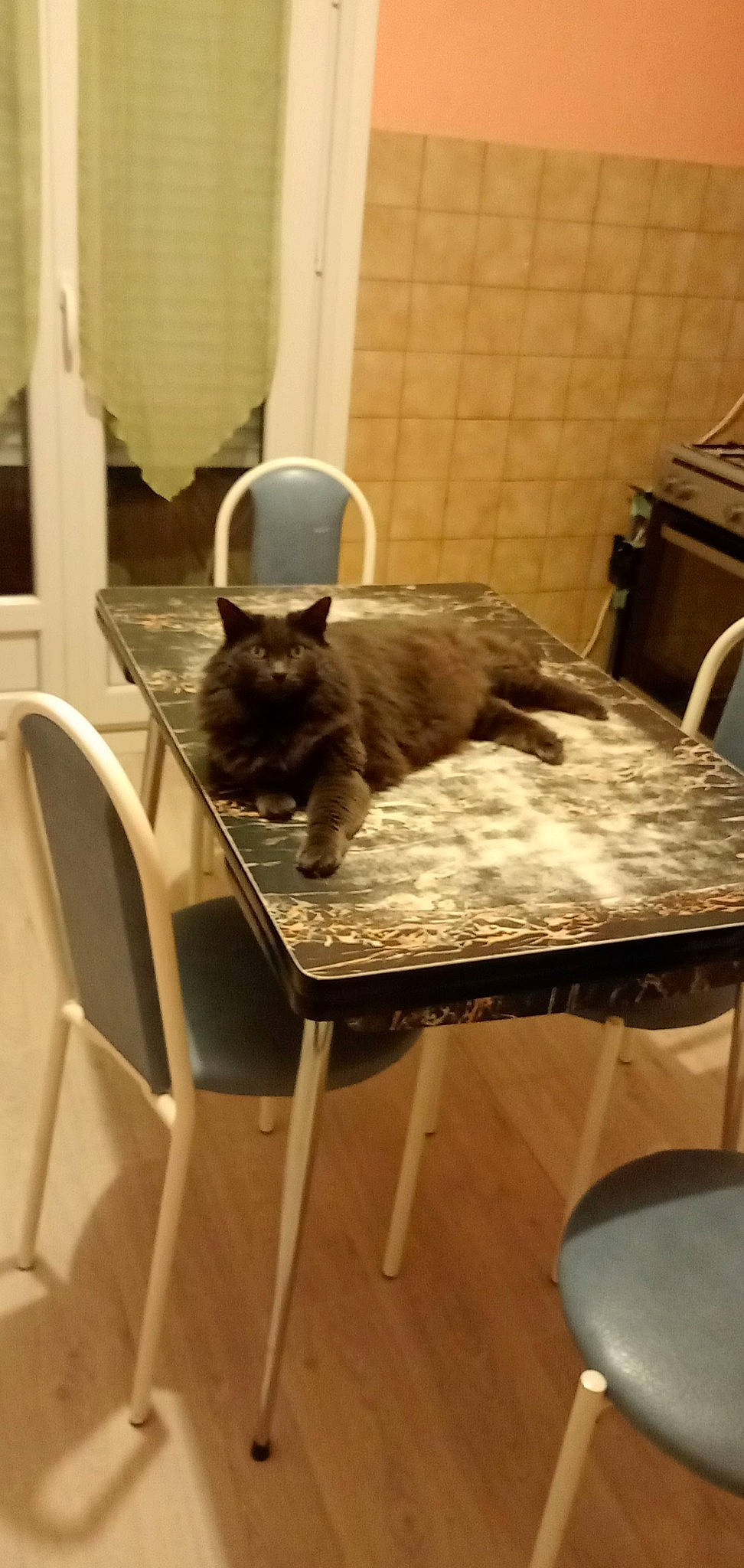 Grisouille participe au concours pour gagner de l'argent avec cette photo : carnivore, cat, chair, comfort, fawn, felidae, floor, flooring, furniture, grey, hardwood, interior_design, plant, room, small_to_medium_sized_cats, table, tail, whiskers, window, wood