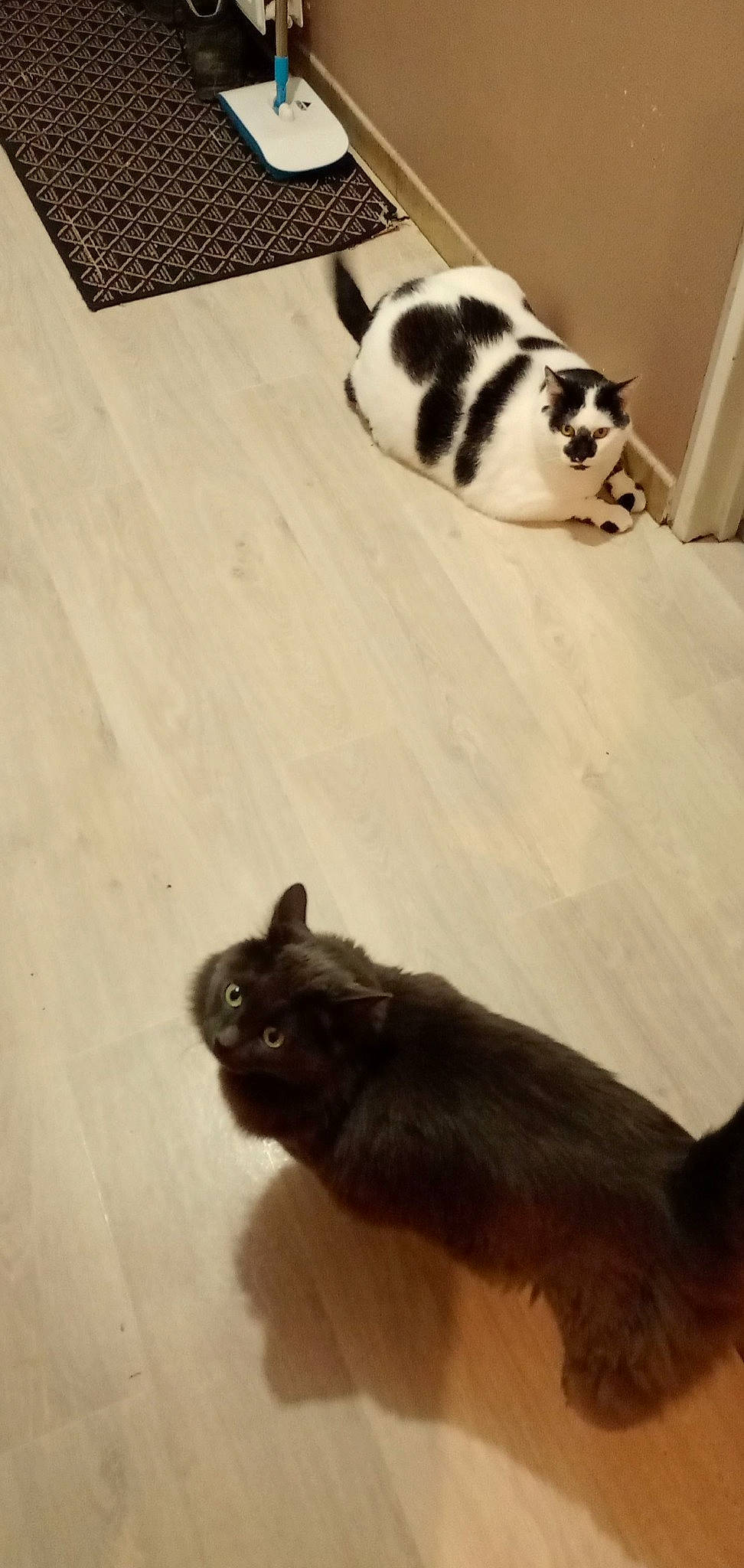 Grisouille a rejoint le concours — aidez-le/la à gagner de superbes lots ! black, brown, carnivore, cat, comfort, dog_breed, fawn, felidae, floor, flooring, grey, hardwood, mammal, small_to_medium_sized_cats, snout, tail, terrestrial_animal, vertebrate, whiskers, wood