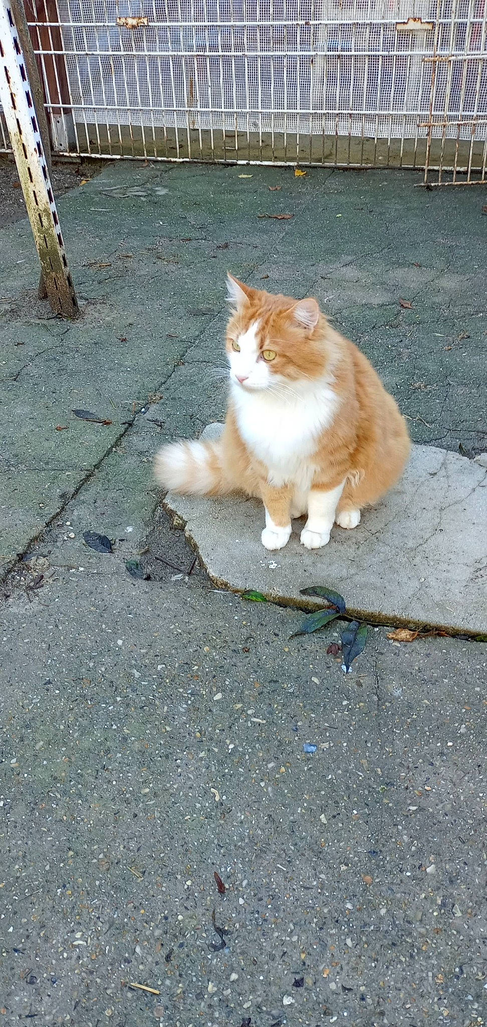Minou a rejoint le concours — aidez-le/la à gagner de superbes lots ! asphalt, carnivore, cat, domestic_short_haired_cat, fawn, felidae, fur, grass, human_leg, plant, road, road_surface, sidewalk, small_to_medium_sized_cats, snout, tail, tints_and_shades, tree, whiskers, wood