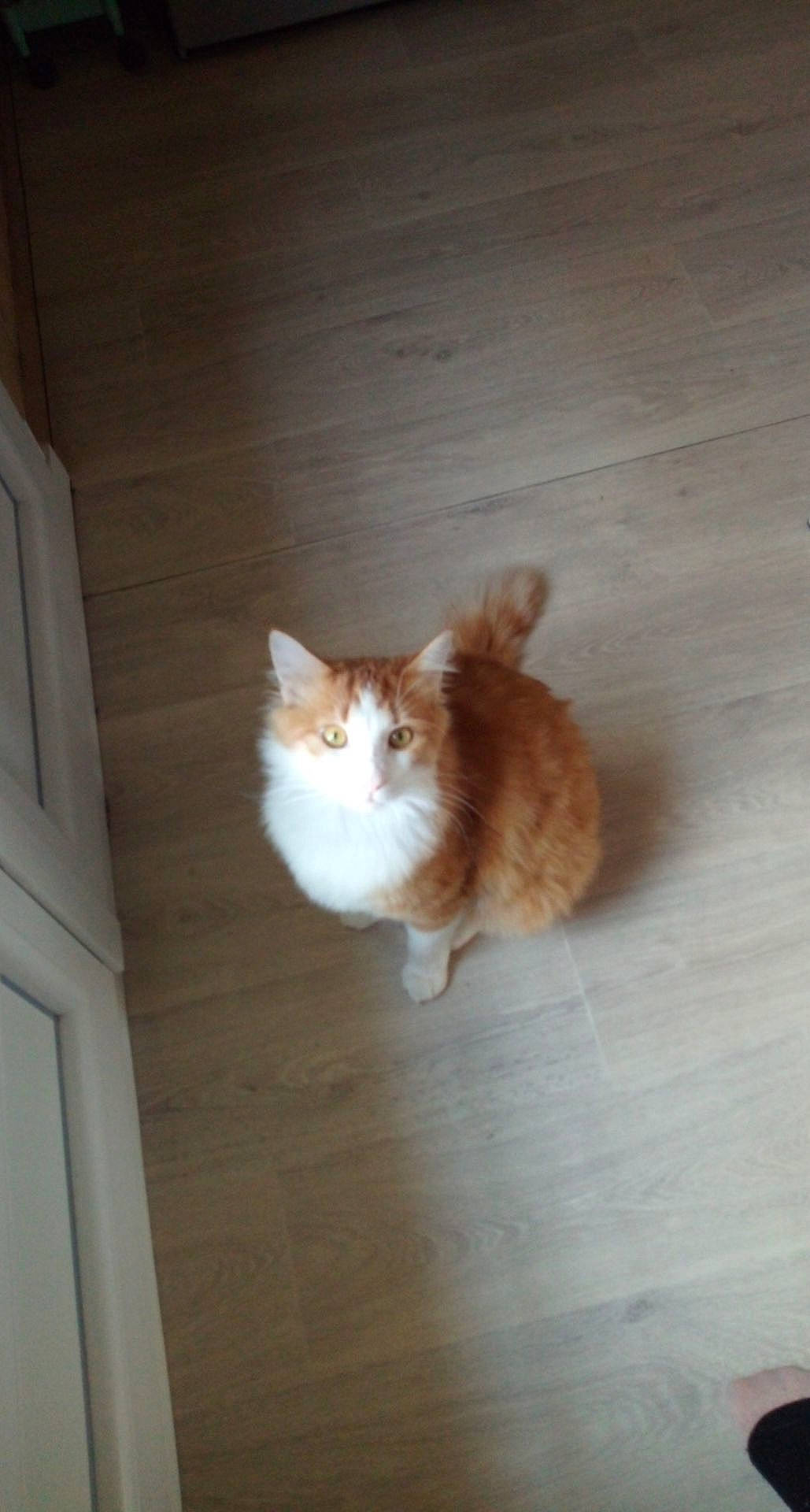 Minou a rejoint le concours — aidez-le/la à gagner de superbes lots ! brown, carnivore, cat, ceiling, domestic_short_haired_cat, fawn, felidae, flooring, fur, hardwood, plywood, room, small_to_medium_sized_cats, snout, tail, whiskers, window, wood, wood_flooring, wood_stain