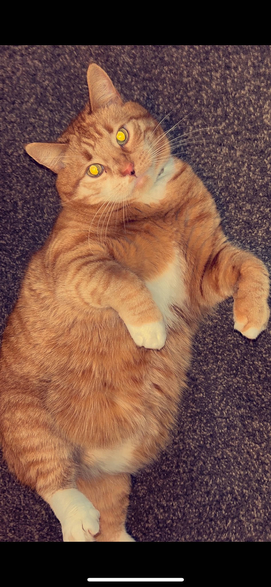 Fatty joined the competition — help win amazing prizes! art, carnivore, cat, claw, domestic_short_haired_cat, event, fawn, felidae, fur, paw, small_to_medium_sized_cats, snout, tail, terrestrial_animal, whiskers, window