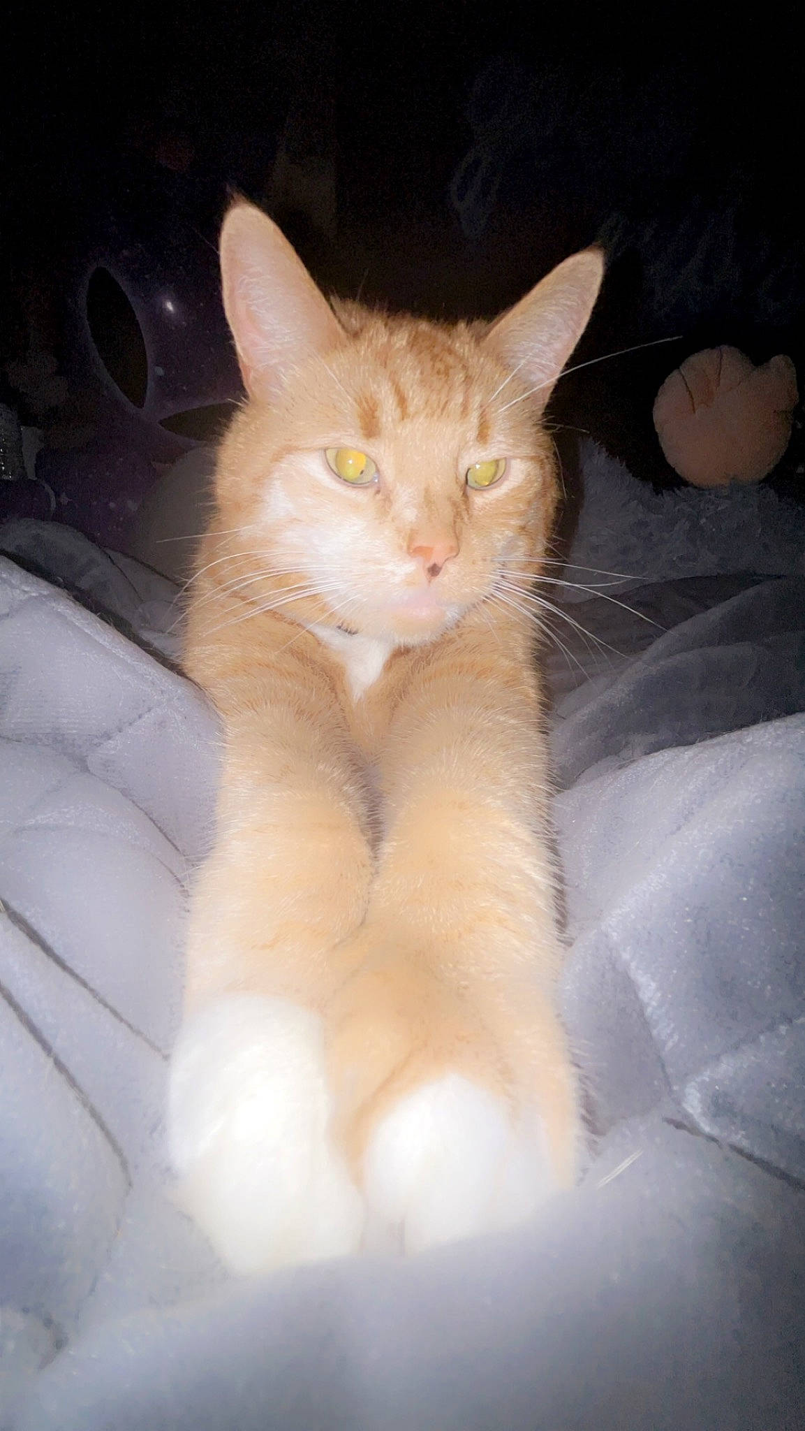 Fatty is registered to the contest to win money with this photo: carnivore, cat, claw, comfort, domestic_short_haired_cat, ear, eye, fawn, felidae, fur, head, paw, sitting, small_to_medium_sized_cats, snout, tail, terrestrial_animal, whiskers