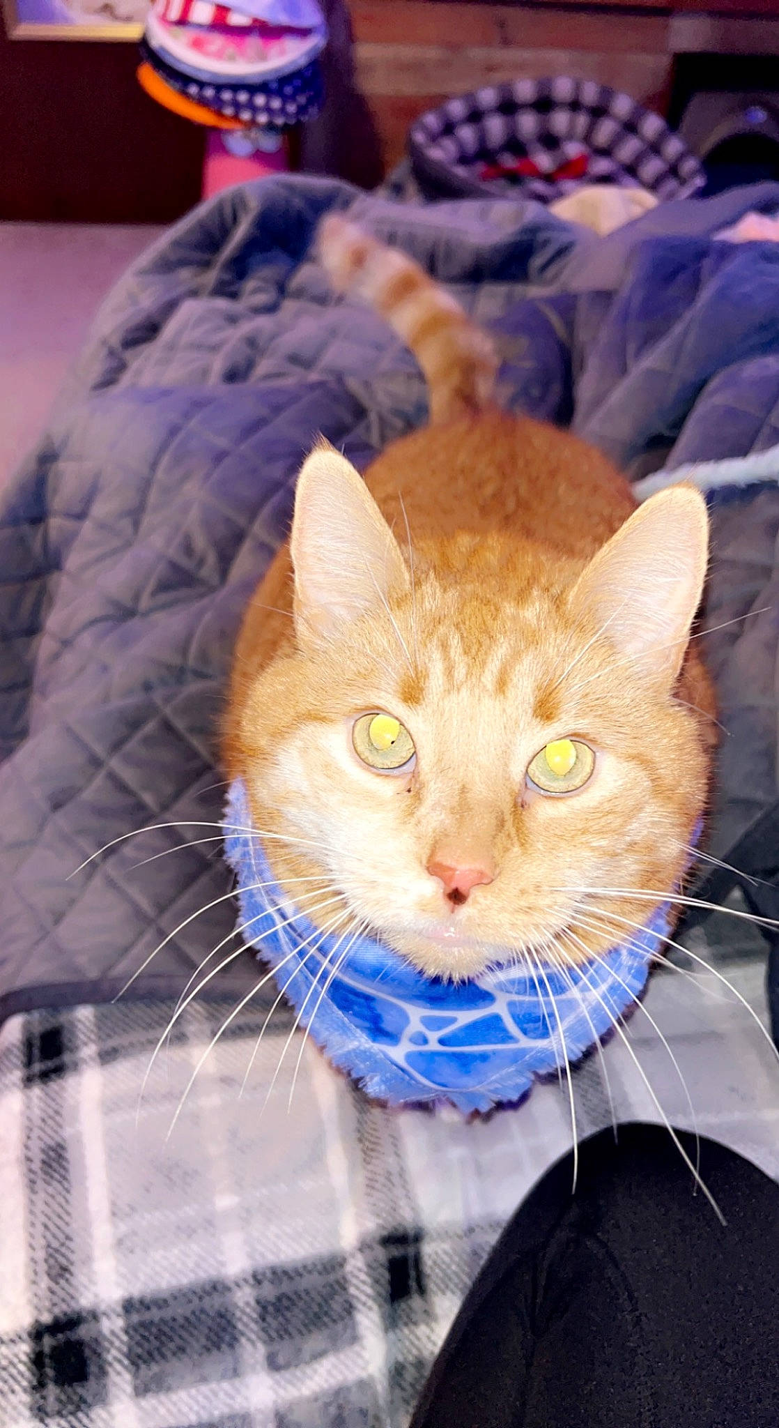 Fatty joined the competition — help win amazing prizes! carnivore, cat, circle, comfort, domestic_short_haired_cat, electric_blue, eye, fawn, felidae, fur, head, iris, linens, pattern, small_to_medium_sized_cats, snout, thread, whiskers, wood, wool