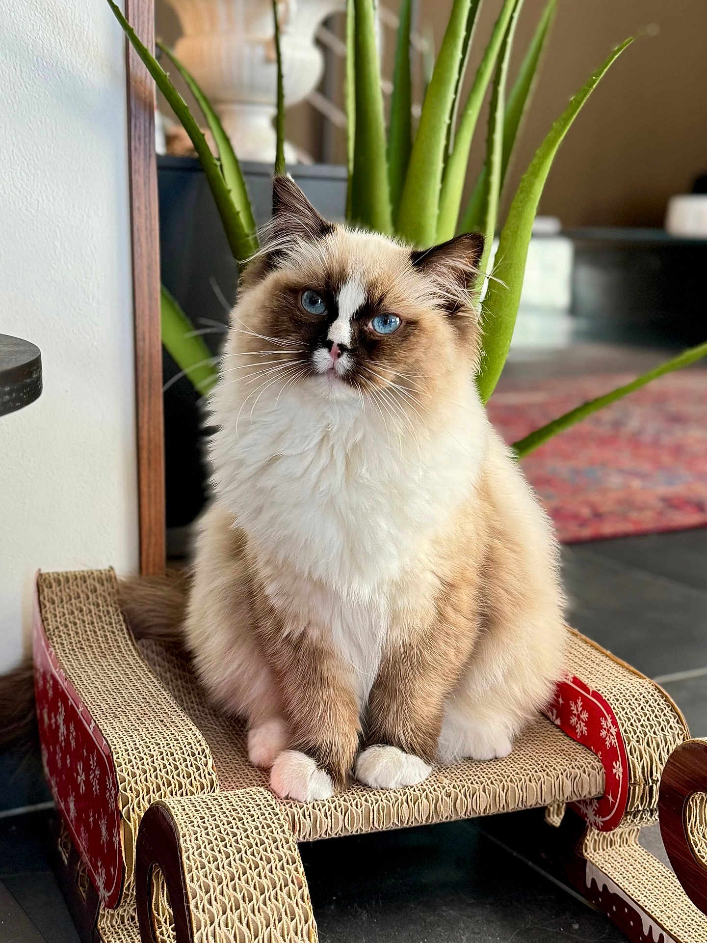 Azura a rejoint le concours — aidez-le/la à gagner de superbes lots ! cat, ragdoll_cat, blue_eyes, fluffy_fur, indoor, aloe_plant, cardboard_sleigh, pet, feline, portrait, cozy, home_interior, floor_tiles, decor, cute, sitting, whiskers, paw, relaxed, animal