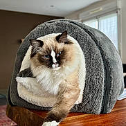 Azura a rejoint le concours — aidez-le/la à gagner de superbes lots ! cat, fluffy_cat, blue_eyes, cat_cave, plush, grey, white_paw, wooden_table, indoor, modern_room, cozy, pet, feline, fur, relaxed, sitting, paw, domestic_cat, window, zipper