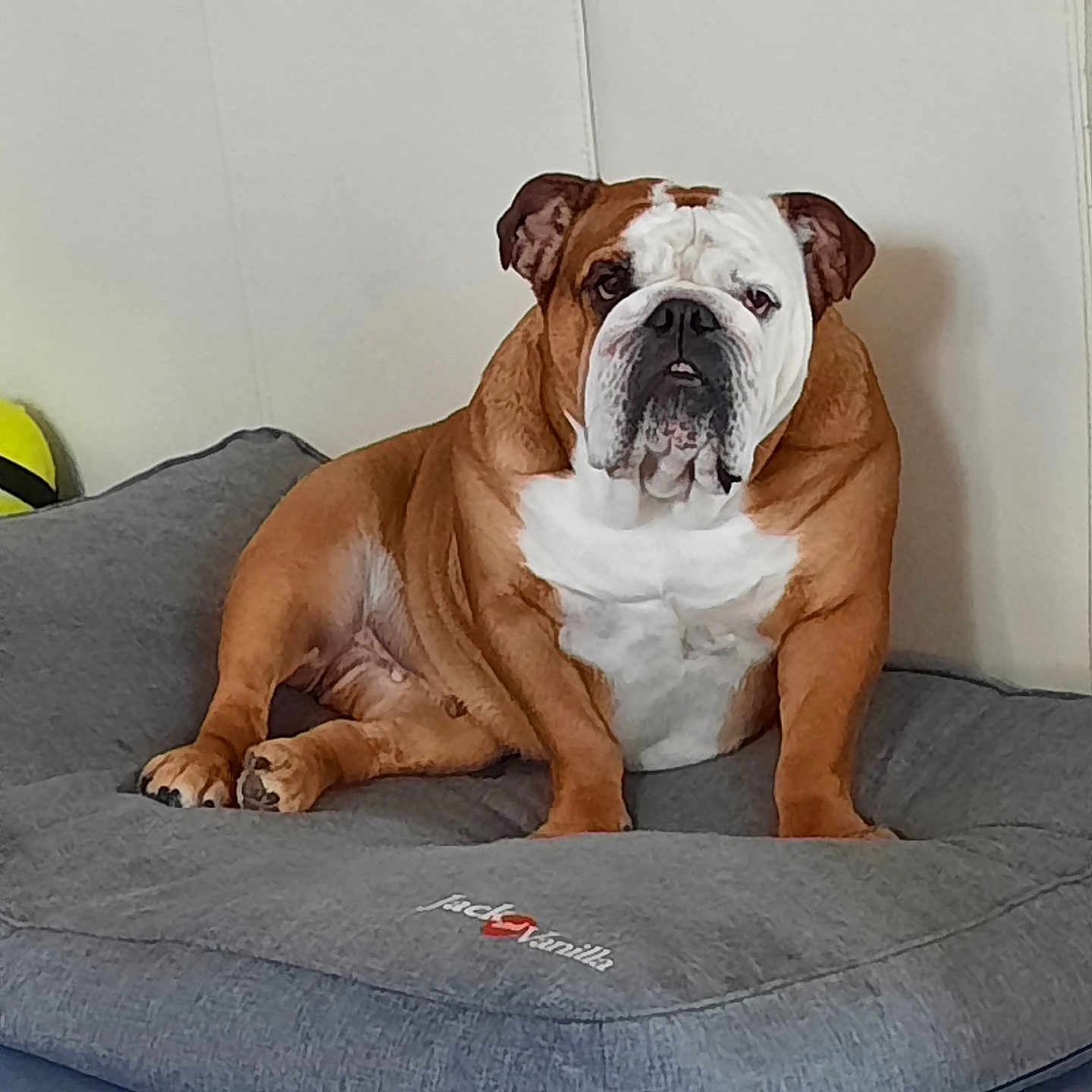 Nina a rejoint le concours — aidez-le/la à gagner de superbes lots ! animal, boxer, bulldog, canine, dog, dogbed, pet, pitbull