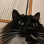 Mittens joined the competition — help win amazing prizes! cat, close_up, fluffy, black_and_white, whiskers, green_eyes, indoor, window_blinds, curious, pet, feline, face, animal, portrait, domestic, muzzle, fur, looking_up, house