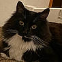Mittens joined the competition — help win amazing prizes! cat, black_and_white, fluffy, whiskers, indoor, pet, feline, relaxed, curious, carpet, close_up, animal, domestic, mammal, resting, cute, paw, ears, face, fur