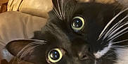 Mittens is registered to the contest to win money with this photo: cat, black_and_white, whiskers, close_up, wide_eyes, leather_couch, indoor, pet, feline, curious, cozy, fur, animal, domestic, mammal, relaxed, resting, brown_blanket, home, portrait