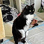 cat, black_and_white, fluffy, standing, laundry_basket, clothes, indoor, floor, pet, curious, feline, household, domestic, white_paws, long_hair, alert, background, messy, side_view, animal