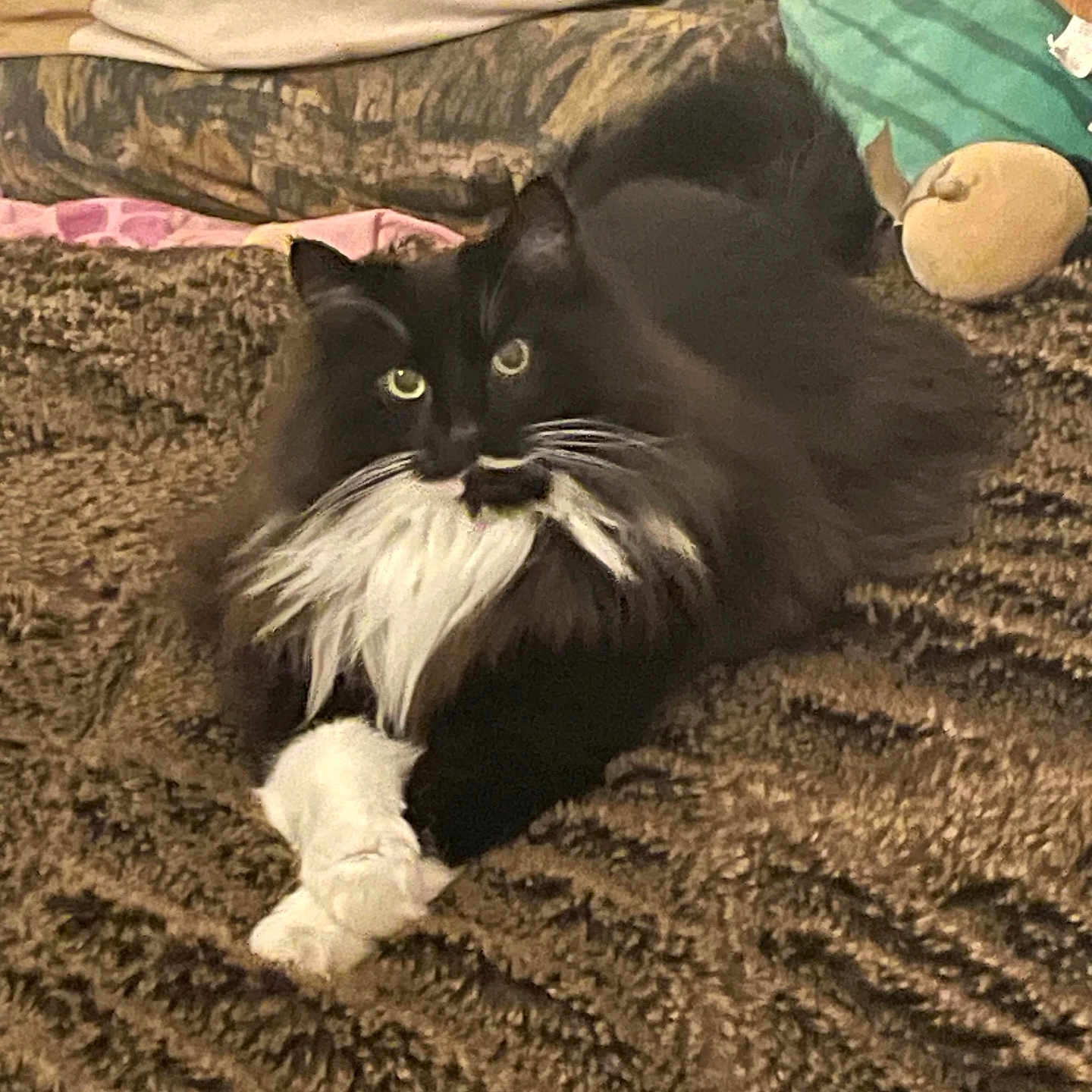 Mittens joined the competition — help win amazing prizes! animal, black_and_white, blanket, cat, comfortable, cozy, crossed_paws, cute, domestic, feline, fluffy, fur, indoor, pet, pillow, plush_toy, relaxed, resting, soft, whiskers