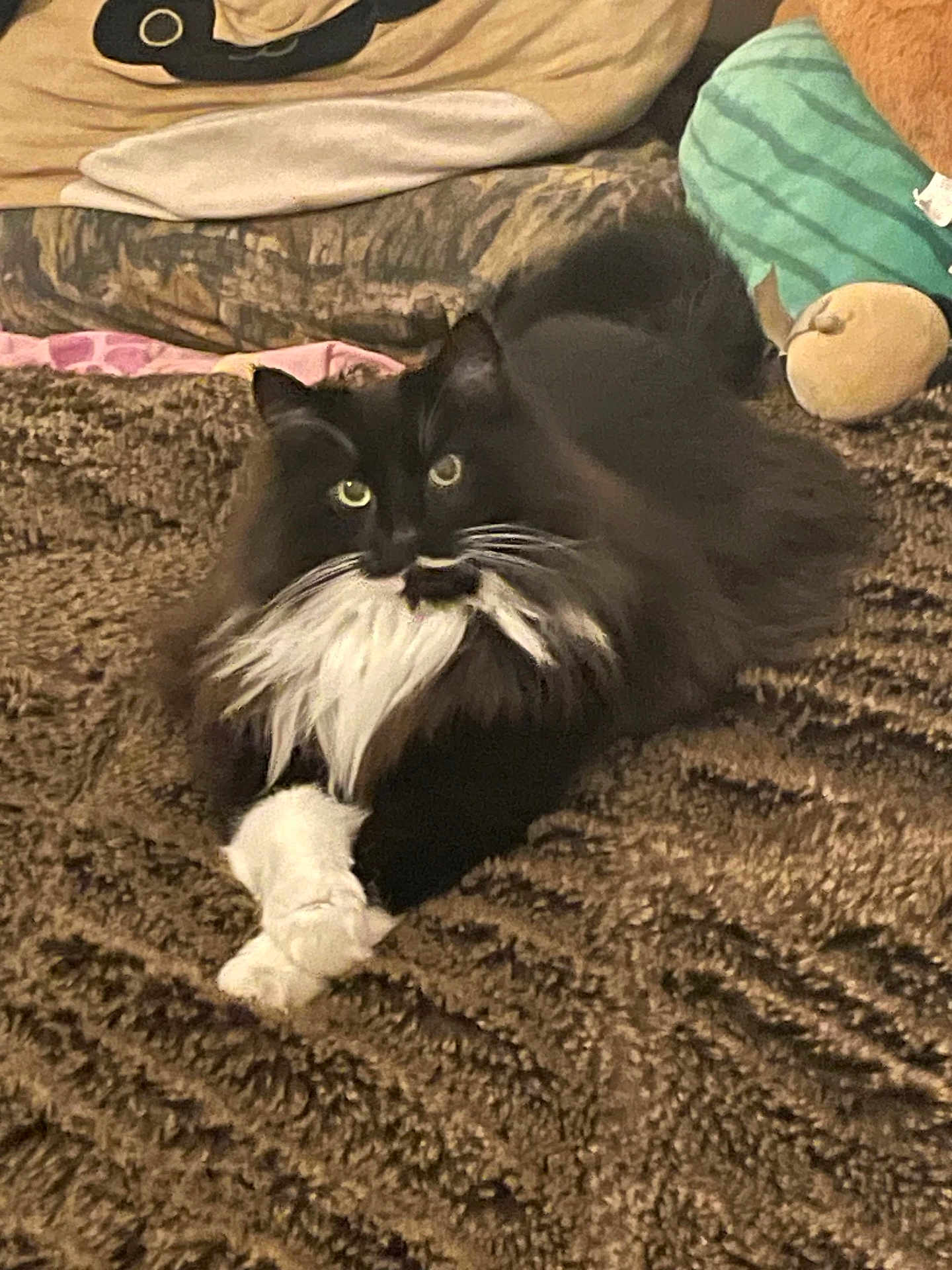 Mittens joined the competition — help win amazing prizes! cat, black_and_white, fluffy, pet, animal, indoor, blanket, pillow, plush_toy, cozy, relaxed, fur, whiskers, crossed_paws, feline, resting, cute, domestic, soft, comfortable