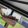 Toulouse a rejoint le concours — aidez-le/la à gagner de superbes lots ! cat, orange_tabby, cat_tree, indoor, window, garden, greenery, relaxed, belly_up, sunlight, cozy, pet, feline, resting, home, furniture, wooden, plants, daylight, domestic_animal