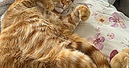 Toulouse a rejoint le concours — aidez-le/la à gagner de superbes lots ! cat, ginger_cat, sleeping, curled_up, fluffy_blanket, cushion, floral_pattern, close_up, pet, indoor, cozy, relaxed, feline, fur, resting, cute, domestic_animal, whiskers, paw, tail